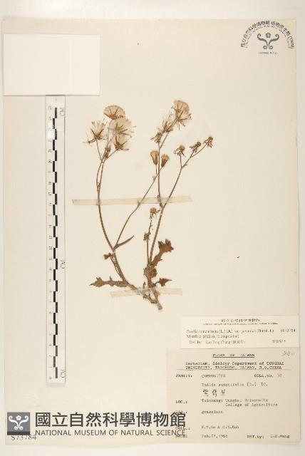 紫背草藏品圖，第1張