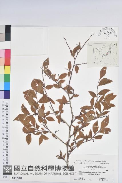 登錄號:S152284藏品圖，第1張