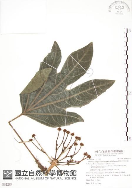 蘭嶼八角金盤藏品圖，第1張