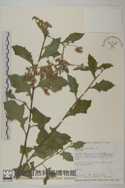 裂葉艾納香藏品圖，第1張