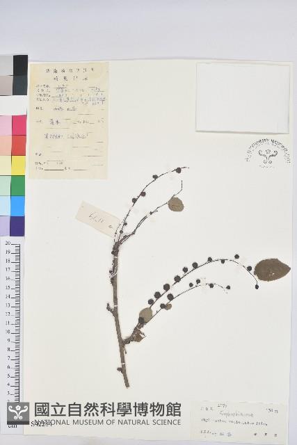 龍眼睛藏品圖，第1張