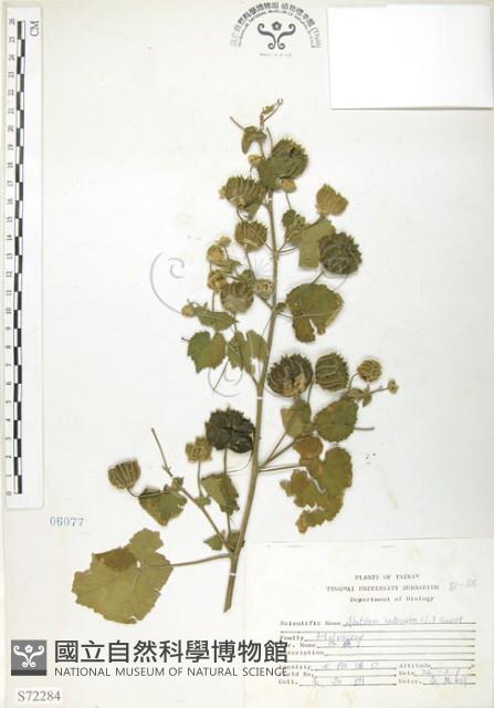 冬葵子藏品圖，第1張