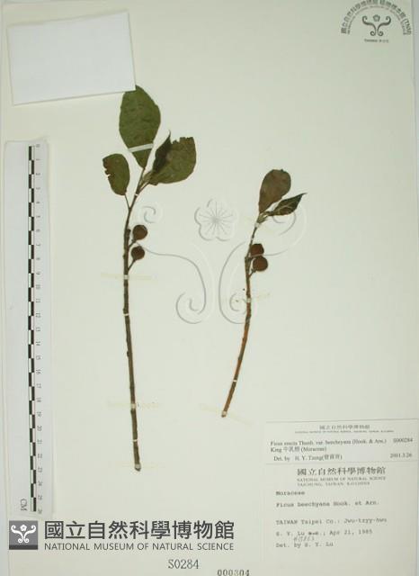 牛乳榕藏品圖，第1張