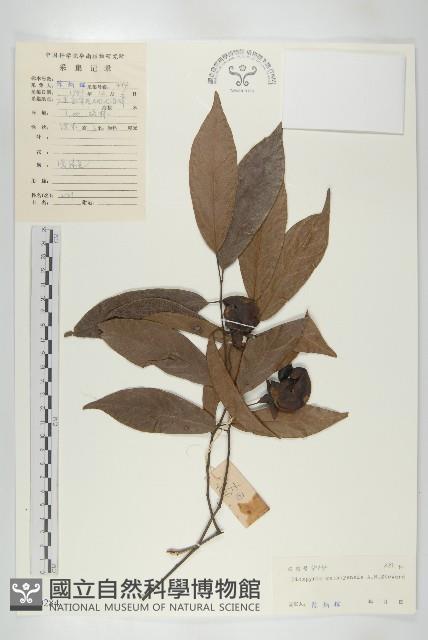 Accession Number:S030284 Collection Image, Figure 1, Total 3 Figures