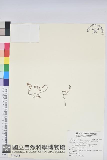 鵝鑾鼻大戟藏品圖，第1張