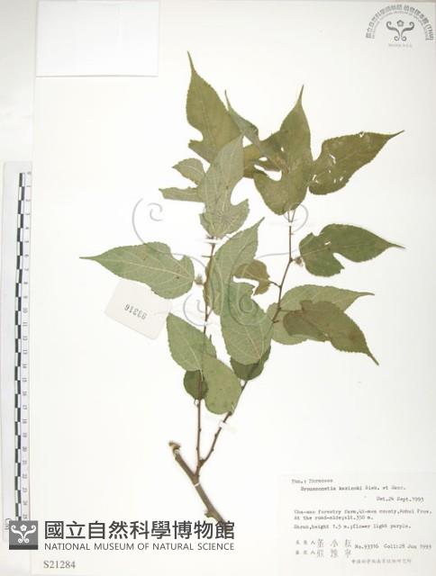 小構樹藏品圖，第1張