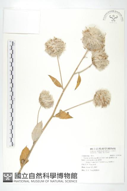 臺灣青木香藏品圖，第1張