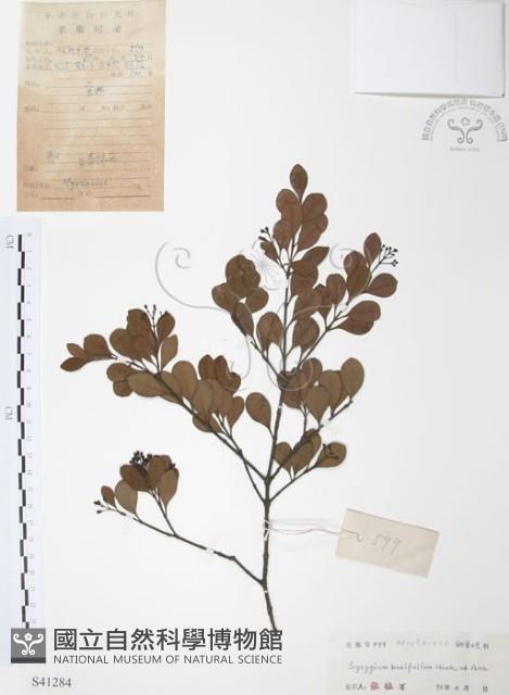 小葉赤楠藏品圖，第1張