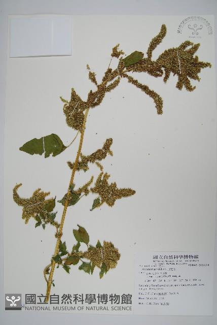 野莧菜藏品圖，第1張