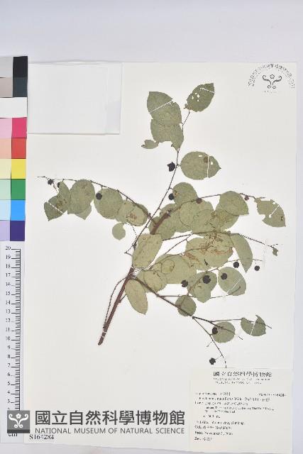 多花油柑、白仔藏品圖，第1張