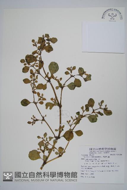 假海馬齒藏品圖，第1張