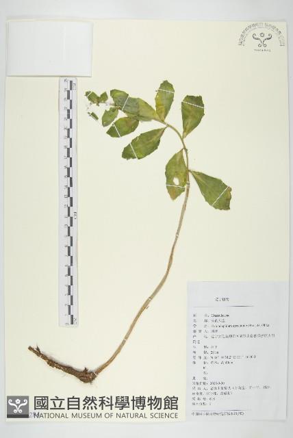 長藥八寶藏品圖，第1張