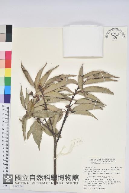 青剛櫟、鐵椆藏品圖，第1張