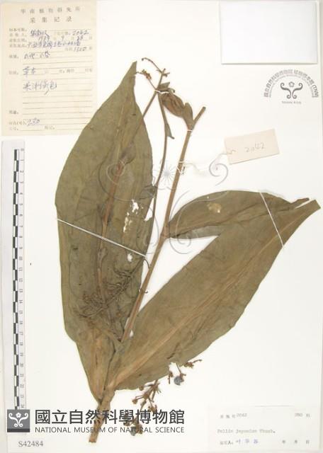 杜若藏品圖，第1張