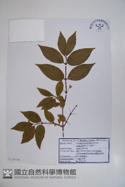 登錄號:S120484藏品圖，第1張