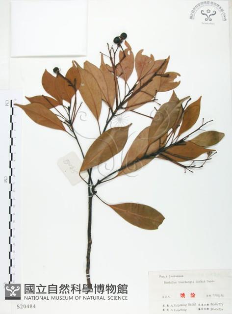 豬腳楠藏品圖，第1張