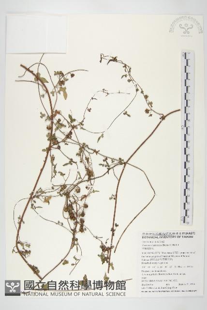 卵葉菜欒藤藏品圖，第1張