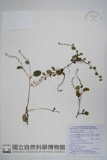 臺北附地草藏品圖，第1張