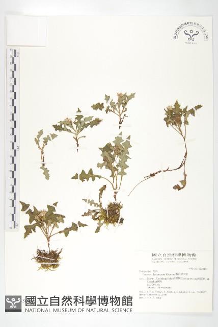 關山青木香藏品圖，第1張