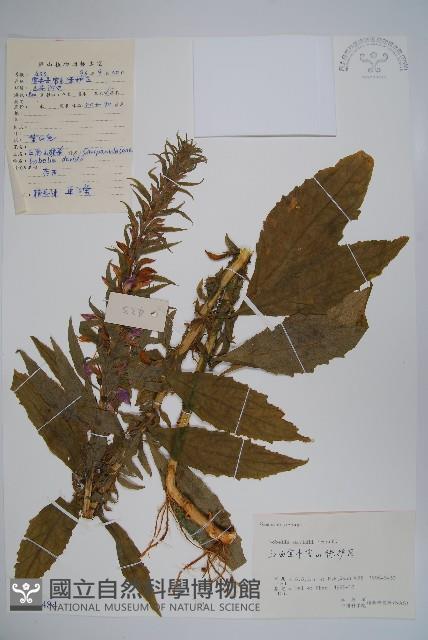 江南山梗菜藏品圖，第1張