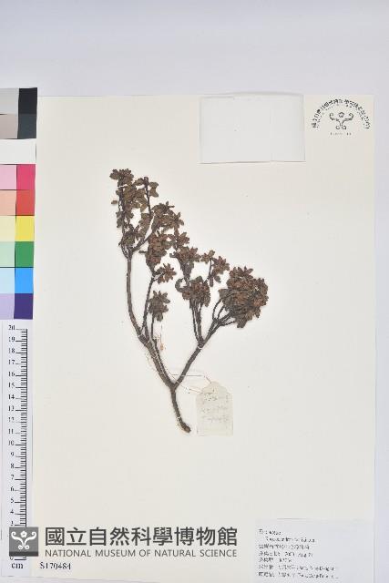 密枝杜鵑藏品圖，第1張