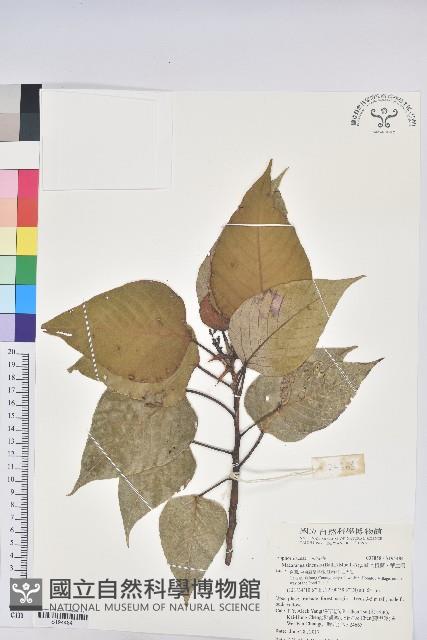 紅肉橙蘭、華血桐藏品圖，第1張