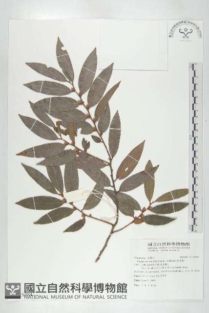 軟毛柿藏品圖，第1張