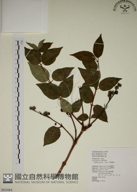 大葉溲疏藏品圖，第1張