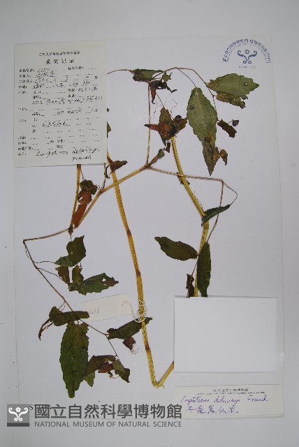 耳葉鳳仙花藏品圖，第1張