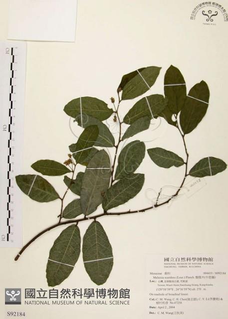 盤龍木、牛筋藤藏品圖，第1張