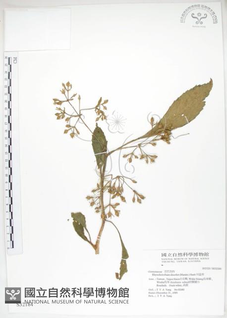 同蕊草、異色線柱苣苔藏品圖，第1張