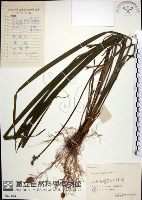 麥門冬藏品圖，第1張