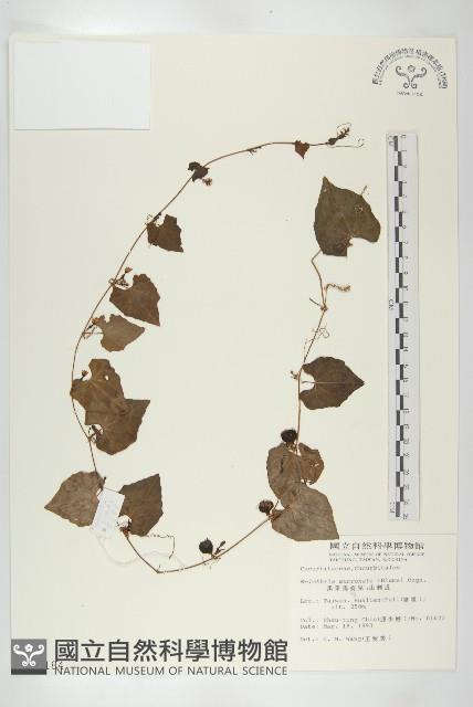 黑果馬交兒藏品圖，第1張