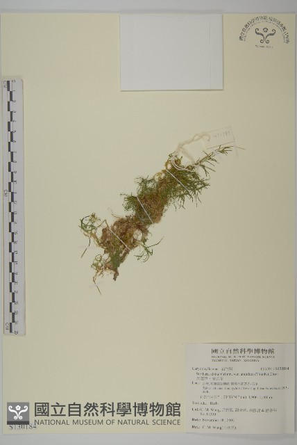 天蓬草、雀舌草藏品圖，第1張