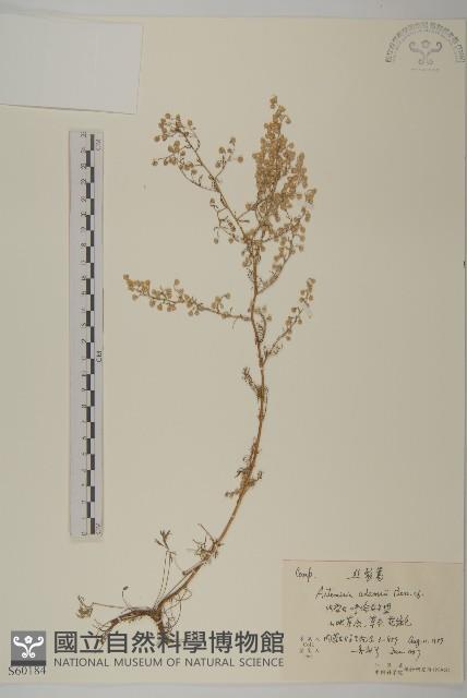 東北絲裂蒿藏品圖，第1張