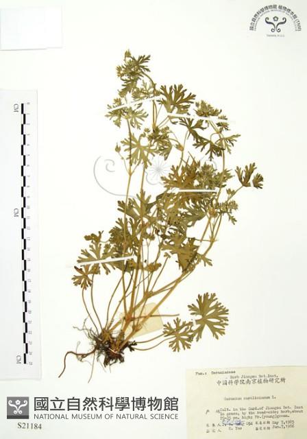 Accession Number:S021184 Collection Image