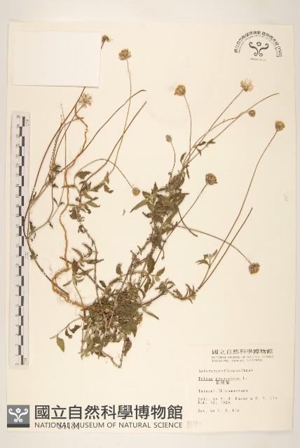 長柄菊藏品圖，第1張