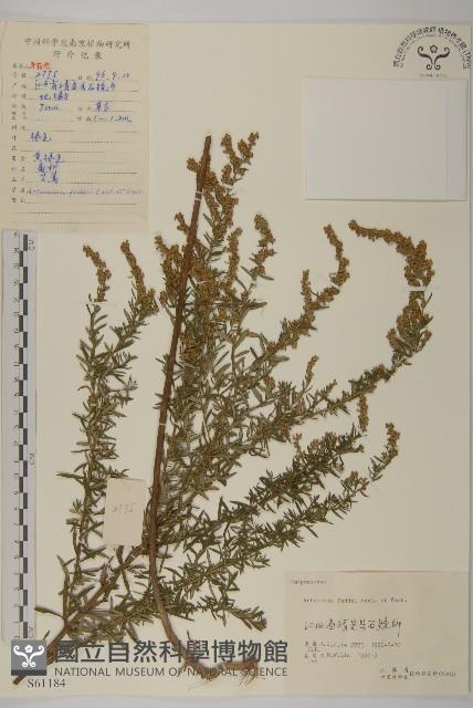 小艾藏品圖，第1張