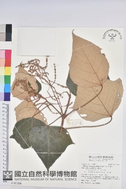 白匏子藏品圖，第1張