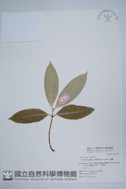 大錦蘭藏品圖，第1張