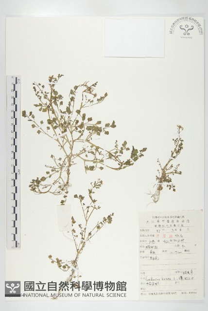 碎米薺藏品圖，第1張