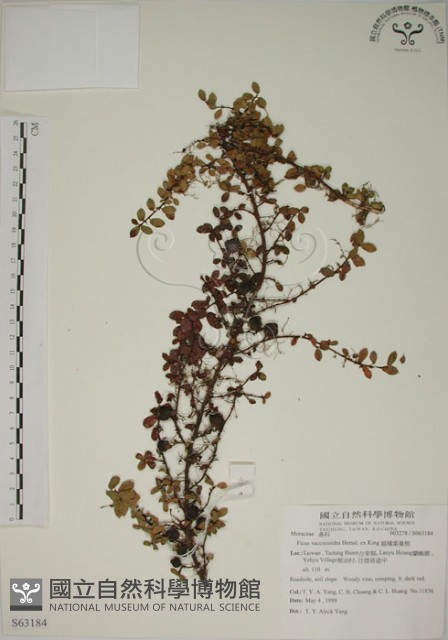 越橘葉蔓榕藏品圖，第1張