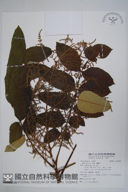 鹽膚木藏品圖，第1張