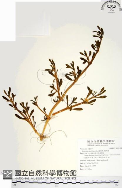 海馬齒藏品圖，第1張
