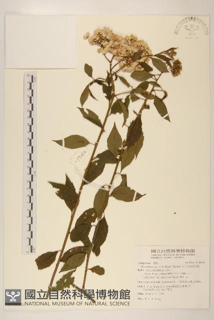 小舌菊、蔓綿菜藏品圖，第1張