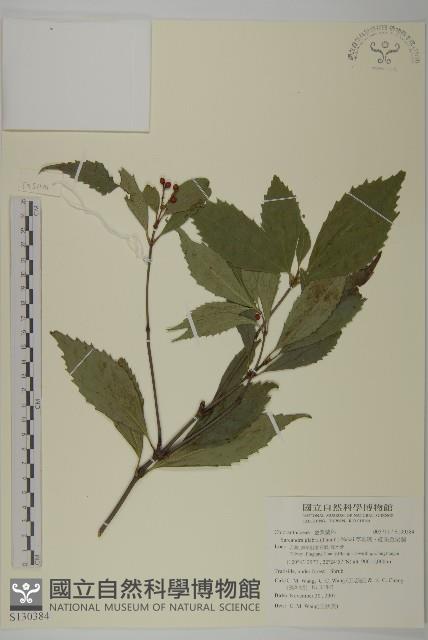 草珊瑚、紅果金粟蘭藏品圖，第1張