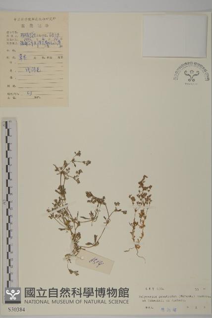 多莢草藏品圖，第1張