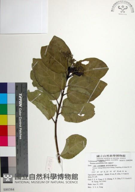 臭娘子藏品圖，第1張