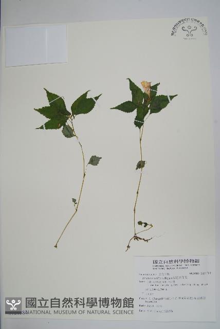 紫花鳳仙花藏品圖，第1張