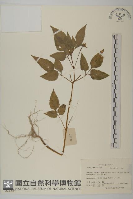 白花鬼針藏品圖，第1張